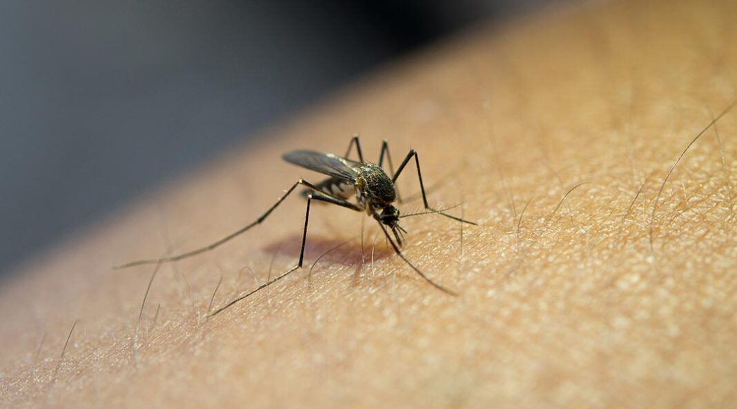31-malaria-feat