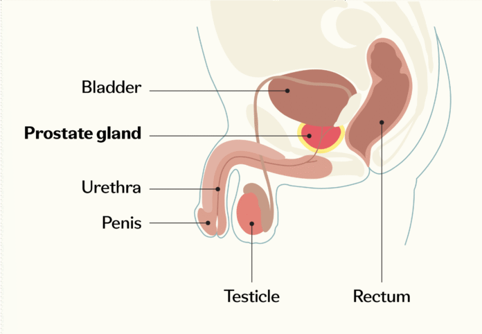 Prostate