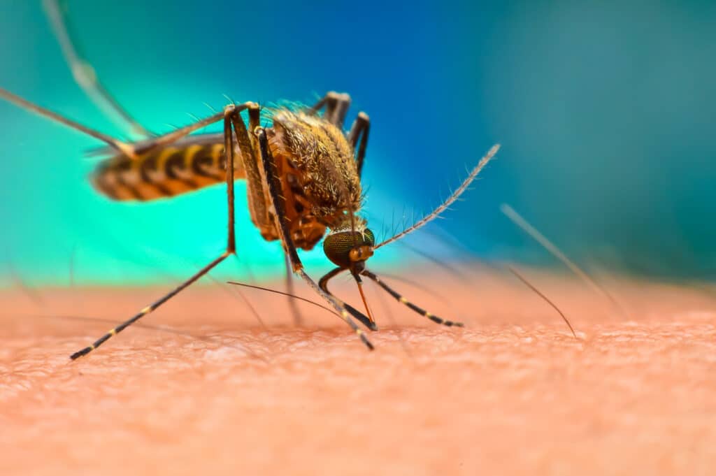 Close,Up,Of,Mosquito,Sucking,Blood.,Aedes,Aegypti,Mosquito,On Eswatini records 360 malaria cases and five deaths as rainy season begins.