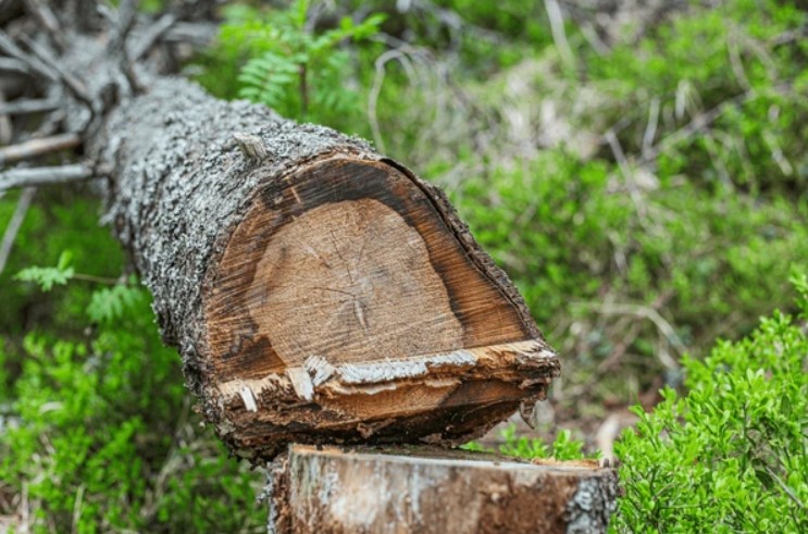 Eswatini can tap into Japan’s high-value import market, with timber exports alone holding E9.71 billion potential.