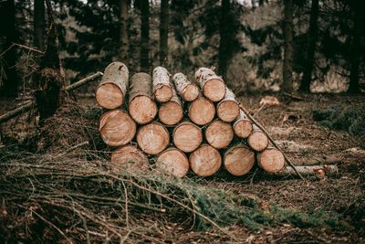 image Eswatini can tap into Japan’s high-value import market, with timber exports alone holding E9.71 billion potential.
