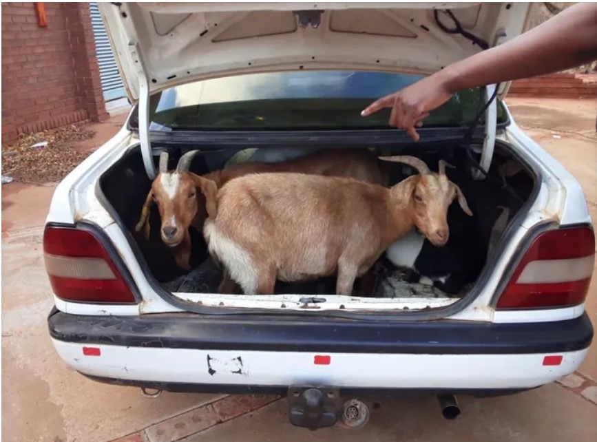 Stock theft