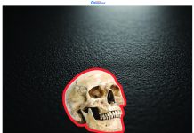 Human skull found in irrigation canal