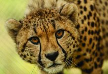 Cheetahs return to Eswatini after 35 years