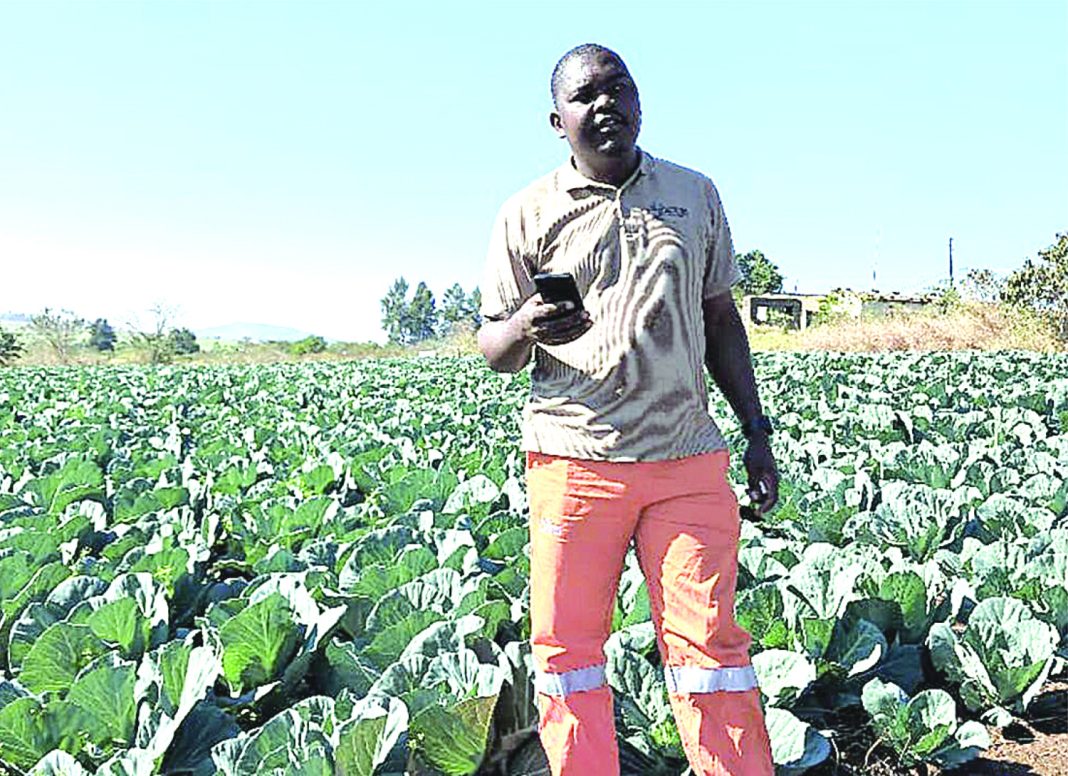 A vegetable farmer Sithembiso Ntjalintjali who is based in the Lubombo region