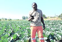 Technology, innovation boost prospects for agriculture farmers A vegetable farmer Sithembiso Ntjalintjali who is based in the Lubombo region
