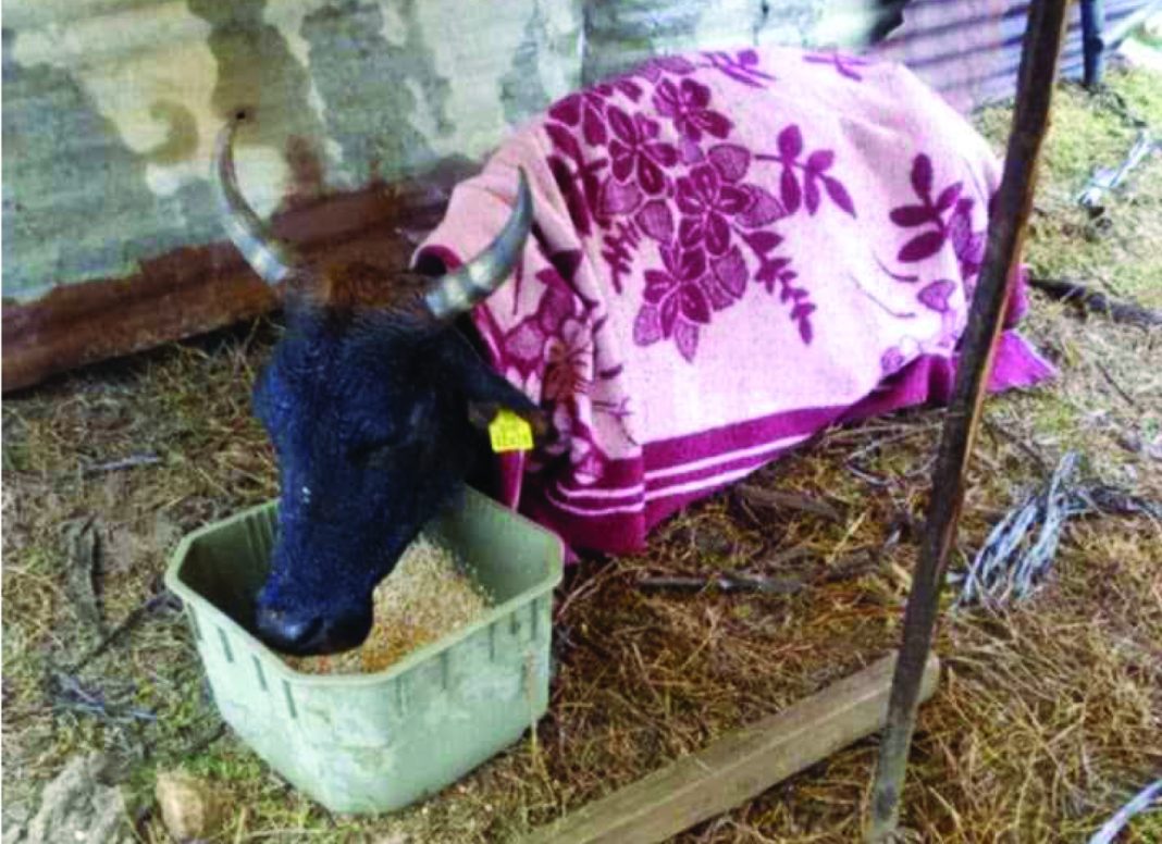 Cow A cow is covered with a blanket to protect it from the cold after low temperatures reportedly claimed the lives of 26 cattle.