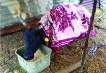 Cold weather claims 26 cattle A cow is covered with a blanket to protect it from the cold after low temperatures reportedly claimed the lives of 26 cattle.