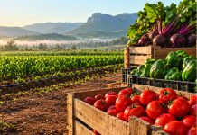 Veggie farmers urged to seize big opportunity