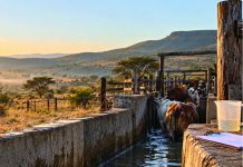 Farmers concerned dipping chemicals no longer effective