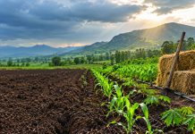 Farmers urged to beat looming El Niño with early planting
